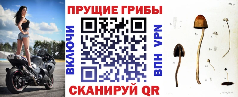 Галлюциногенные грибы Psilocybine cubensis  как найти закладки  Кореновск 
